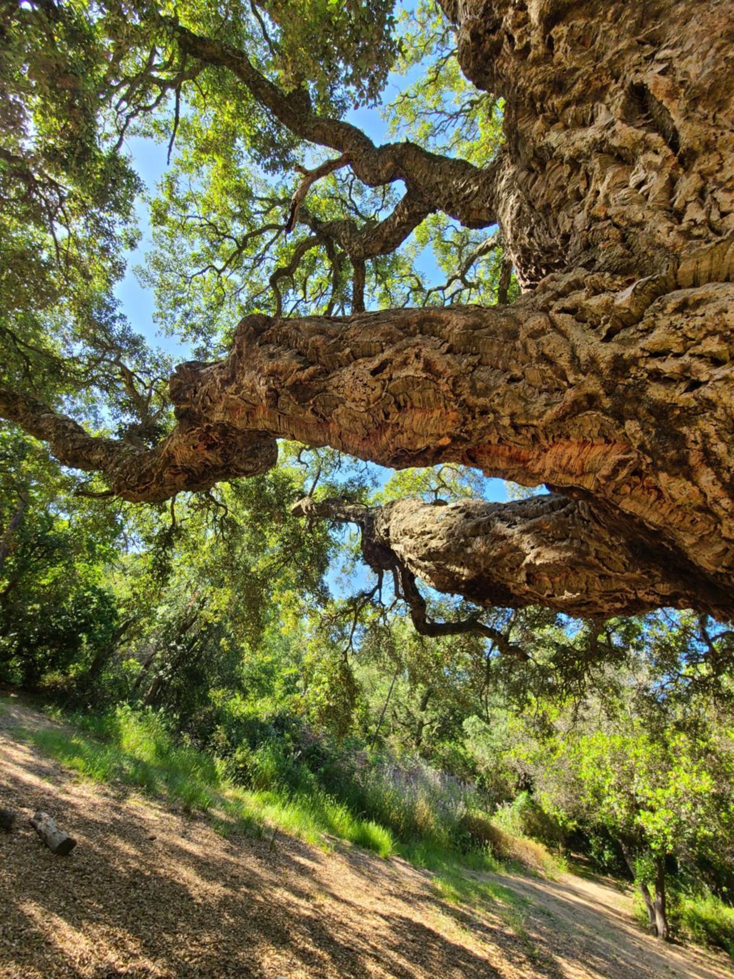 Evasion Nature A Cap Esterel Jardin, Mer & Golf Tout Confort Сен-Рафаель Екстер'єр фото